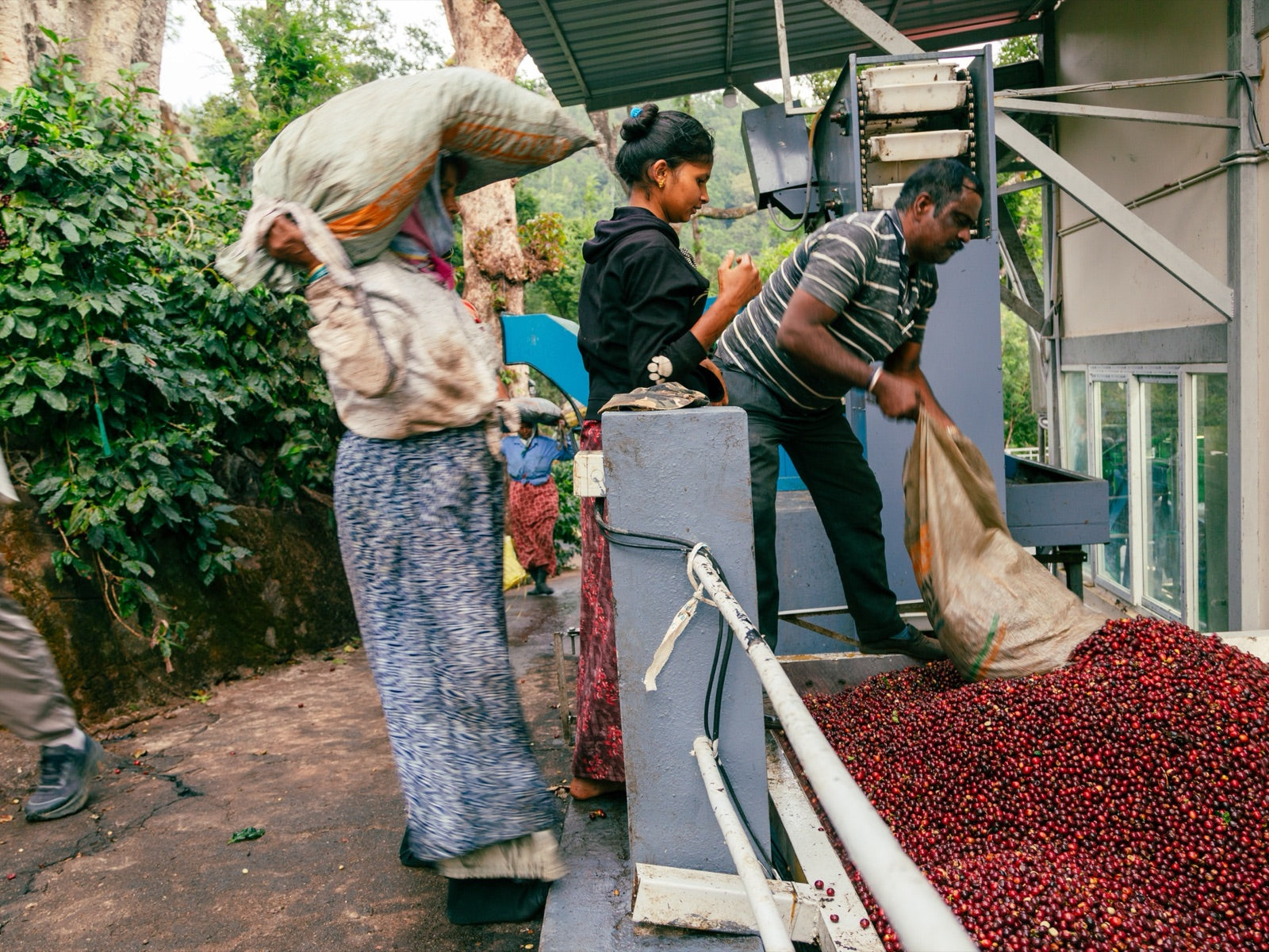 Kaapi and Culture