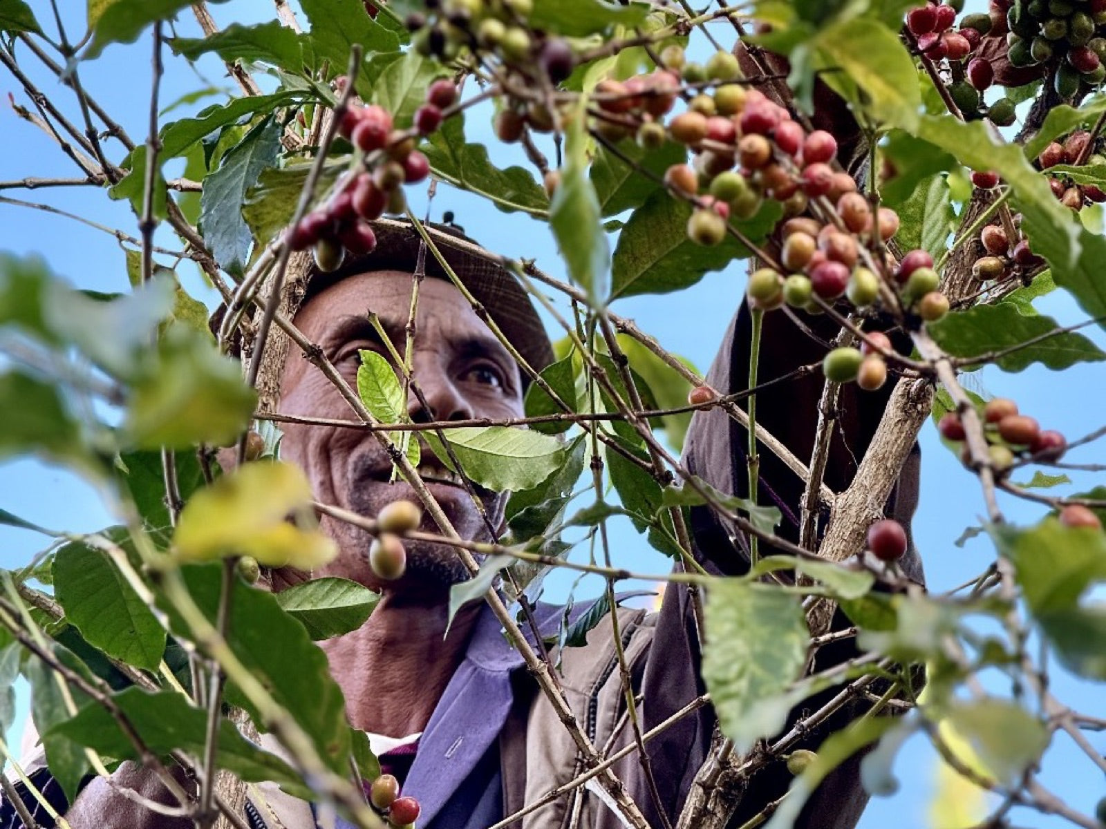 Madagascar Coffee Company